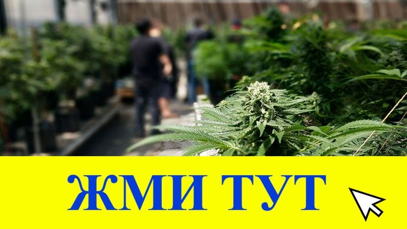 Купить наркотики в Малгобеке